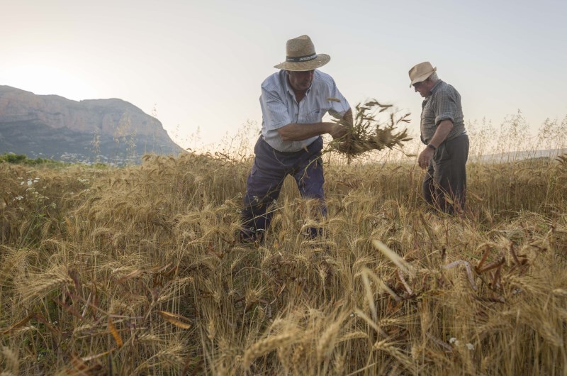 Foto de los productores recogiendo trigo y paja