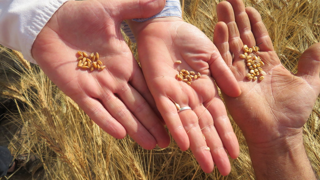 Foto de un par de manos con granos de trigo en ellas