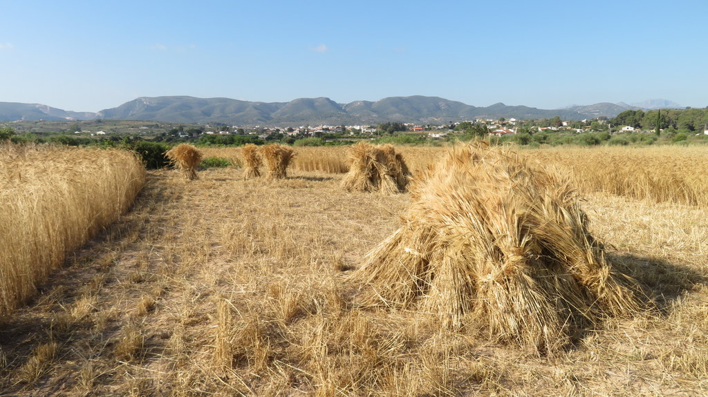 Foto de los campos de trigo, se puede observar mucha paja en ellos.