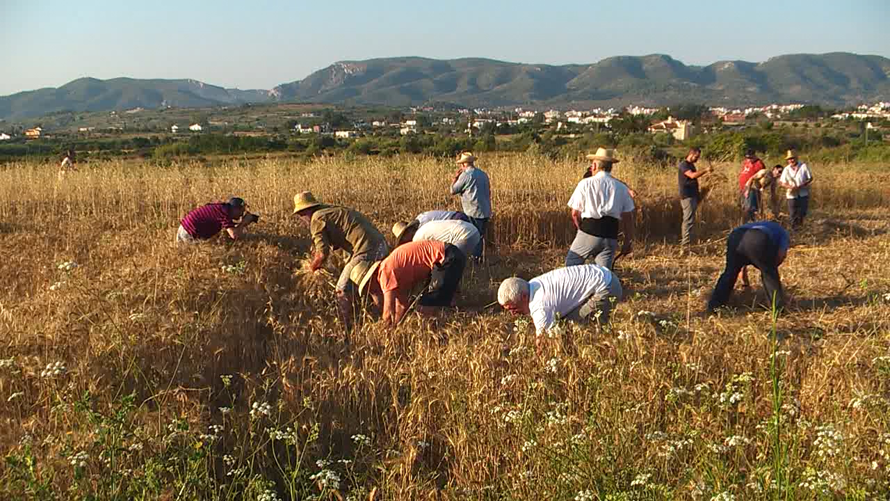 Foto en la que se recoge el trigo de un campo con la ayuda de varias personas.